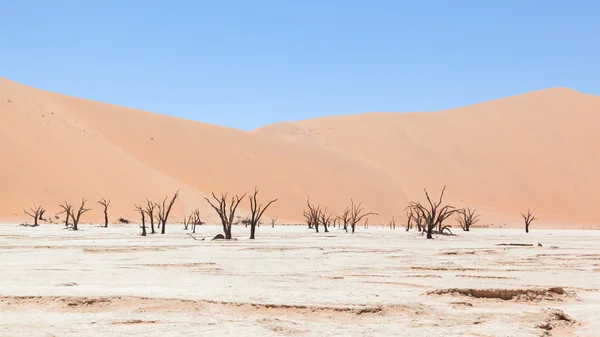 Dead acacia trees and red dunes of Namib desert — Stock Photo, Image