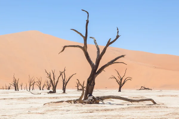 Árboles de acacia muertos y dunas rojas del desierto de Namib — Foto de Stock