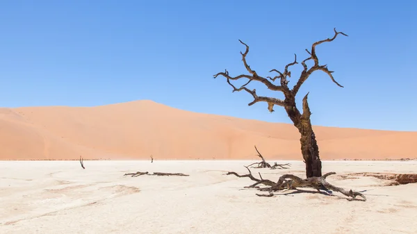 Árboles de acacia muertos y dunas rojas del desierto de Namib — Foto de Stock