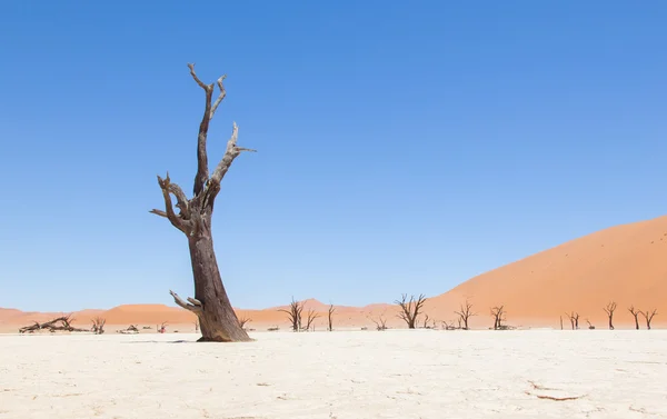 Νεκρός acacia δέντρα και κόκκινο αμμόλοφους της ερήμου namib — Φωτογραφία Αρχείου