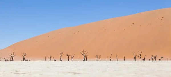 Acacias morts et dunes rouges du désert namibien — Photo