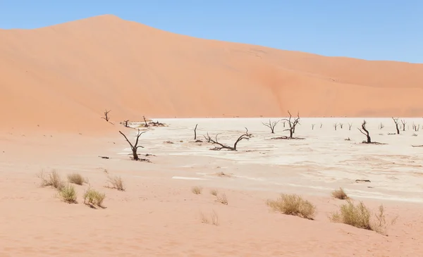 Dead acacia trees and red dunes of Namib desert — Stock Photo, Image