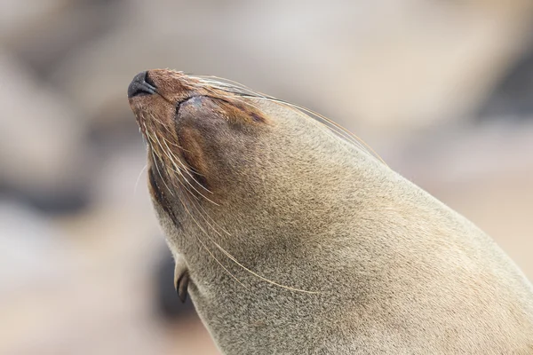 Cape zeebeer (Arctocephalus pusillus) — Stockfoto