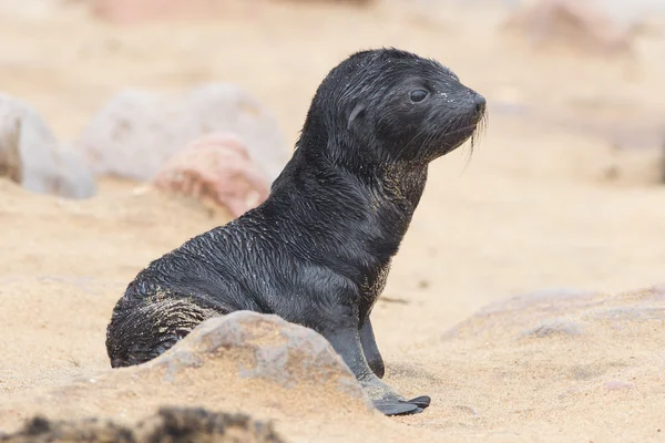 Foca del Capo (Arctocephalus pusillus ) — Foto Stock