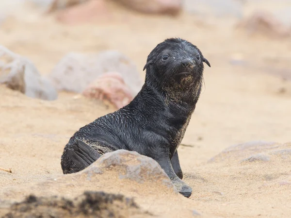 Cape zeebeer (Arctocephalus pusillus) — Stockfoto