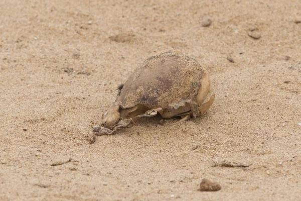 Cape pälssäl skalle (arctocephalus pusillus) — Stockfoto