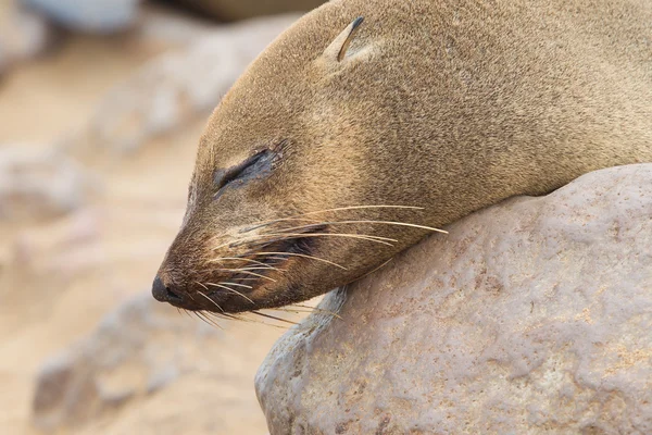 Cape zeebeer (Arctocephalus pusillus) — Stockfoto