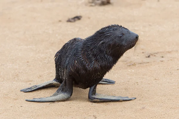 Cape zeebeer (Arctocephalus pusillus) — Stockfoto