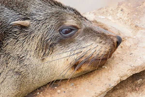 Selo de pelo do cabo (Arctocephalus pusillus ) — Fotografia de Stock