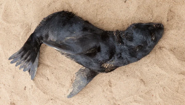 Selo de pelo do cabo (Arctocephalus pusillus ) — Fotografia de Stock