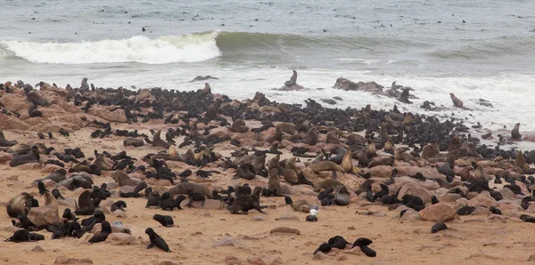 Selo de pelo do cabo (Arctocephalus pusillus ) — Fotografia de Stock