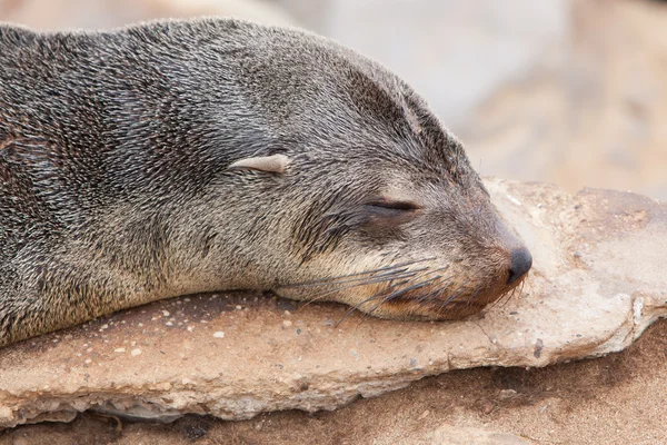 Cape zeebeer (Arctocephalus pusillus) — Stockfoto