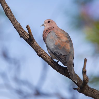 gülen kumru (streptopelia senegalensis Close-Up)