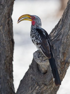 Güney Sarı gagalı Kartallar, tockus leucomelas
