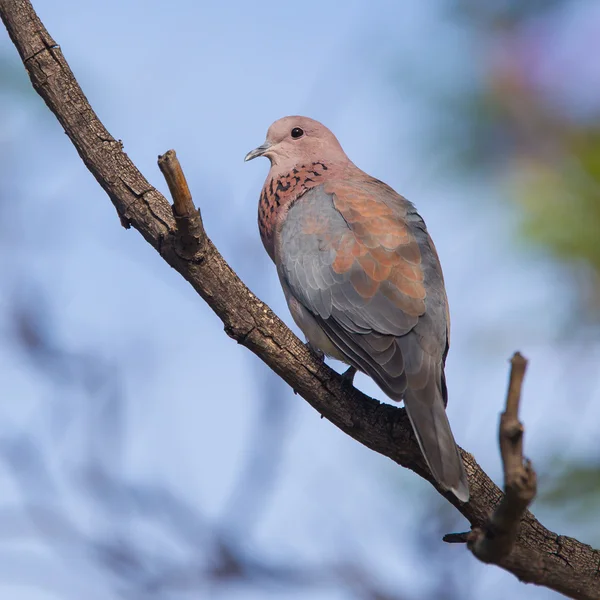 Крупный план смеющегося голубя (Streptopelia senegalensis ) — стоковое фото