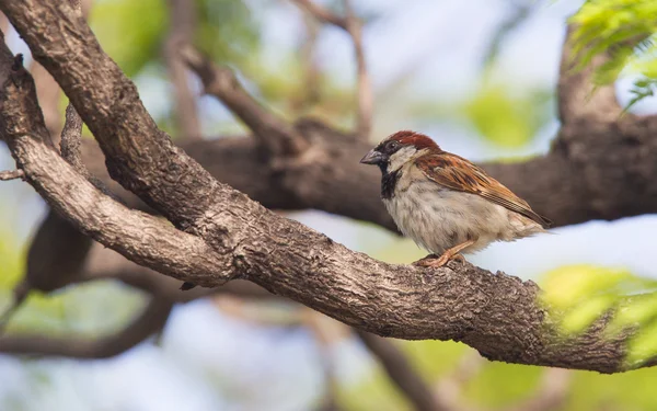 Korte staart sparrow zitten in een boom — Stockfoto