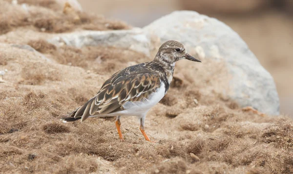 Sandpiper στην παραλία στο Ακρωτήρι Σταυρός — Φωτογραφία Αρχείου