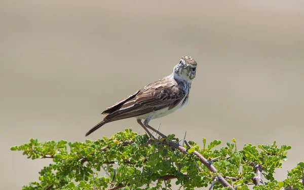 Mały ptak siedzący na suchej gałęzi w etosha — Zdjęcie stockowe