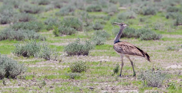 （ardeotis コリ) アフリカオオノガン、茂みの中を歩く — ストック写真