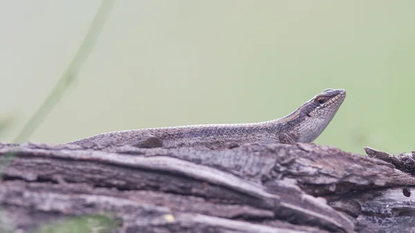 La lucertola africana in Namibia — Foto Stock