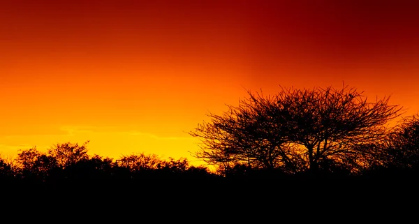 Arbres et buissons pittoresques silhouette sur le coucher du soleil — Photo