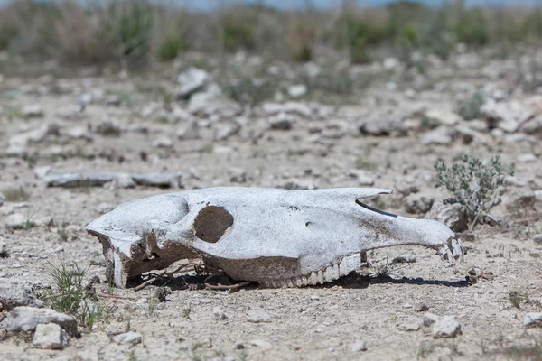 Череп зебры на земле в национальном парке Этоша — стоковое фото