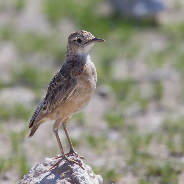 Trusza siedzi na skale w etosha national park — Zdjęcie stockowe