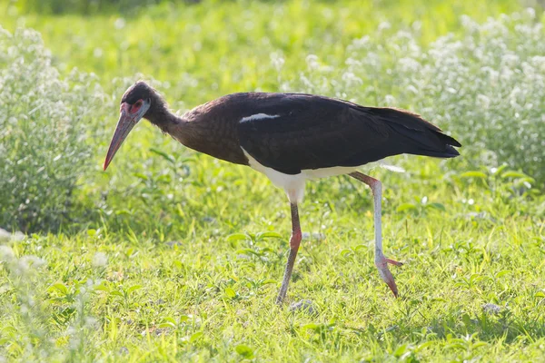 Abdim'ın leylek (ciconia abdimii) etkin Ulusal Parkı — Stok fotoğraf