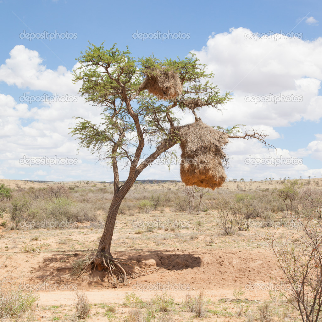 Weaver bird nest in Namibia, Africa
