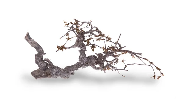 Dry branch — Stock Photo, Image