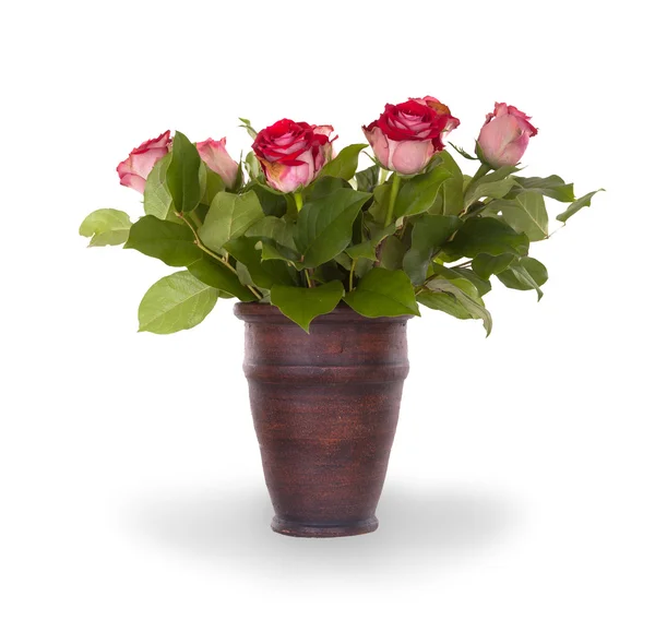 Röda rosor i keramik kruka — Stockfoto