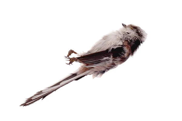 Deceased long-tailed tit — Stock Photo, Image