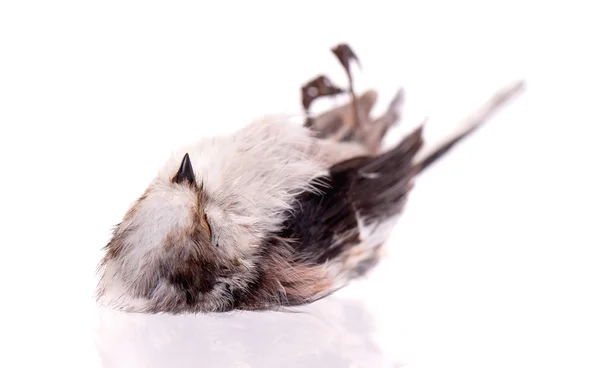 Deceased long-tailed tit — Stock Photo, Image