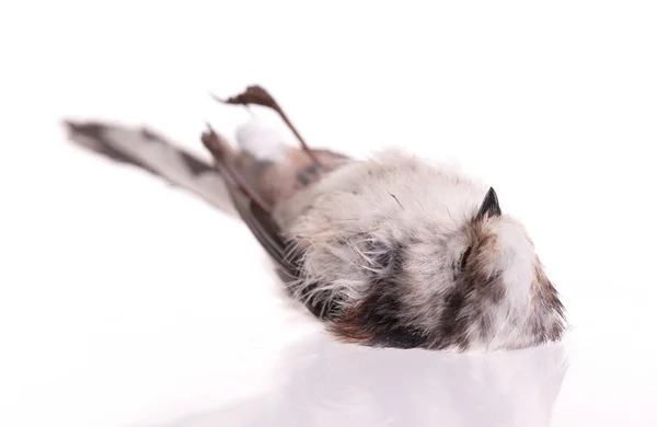 Deceased long-tailed tit — Stock Photo, Image