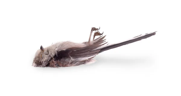 Deceased long-tailed tit — Stock Photo, Image