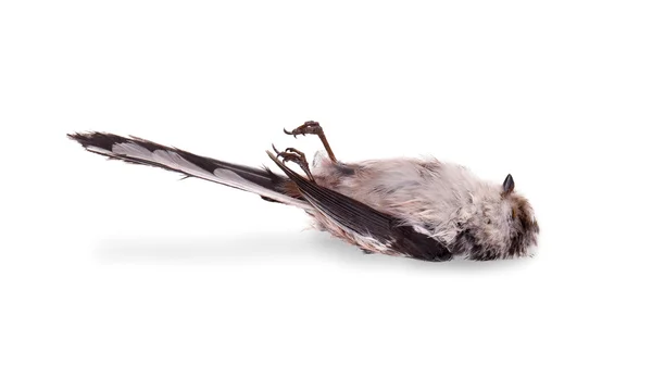 Deceased long-tailed tit Stock Photo