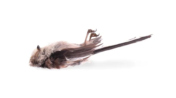 Deceased long-tailed tit Royalty Free Stock Images