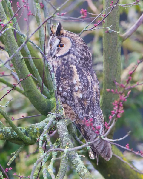 Długo Eared Owl (Asio otus) — Zdjęcie stockowe