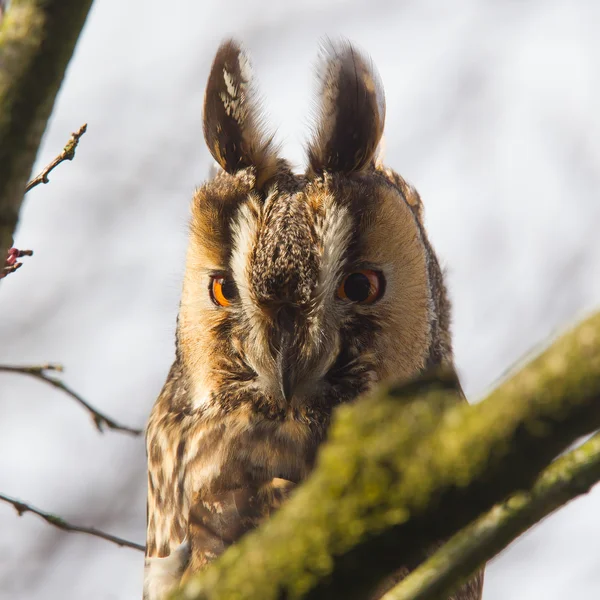 Lange-Eared Owl (Asio otus) — Stockfoto