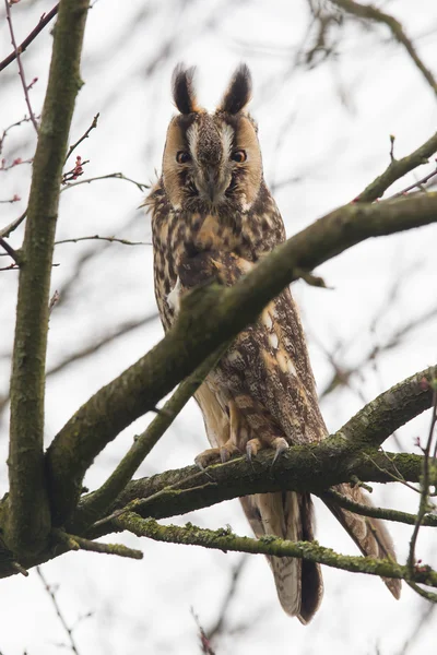 Coruja de Orelha Longa (asio otus ) — Fotografia de Stock