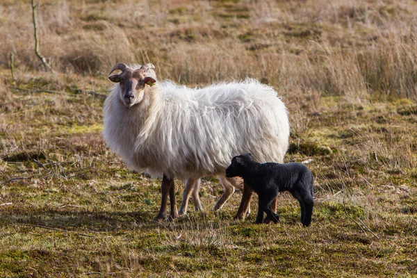 Adult sheep with black and white lamb — Stock Photo, Image