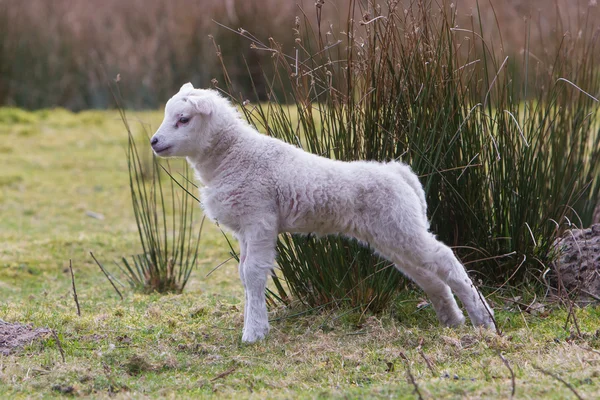 Lilla lamm — Stockfoto