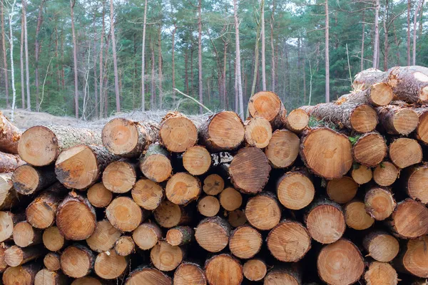 Industrie forestière abattage d'arbres — Photo