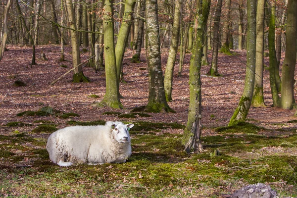 Πρόβατα με ένα παχύ χειμερινό παλτό — Φωτογραφία Αρχείου
