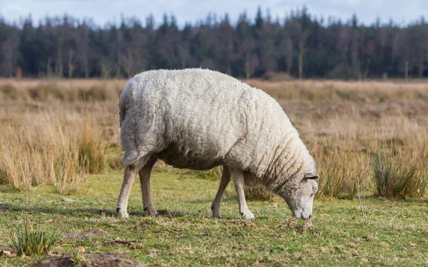 Sheep with a thick winter coat — Stock Photo, Image