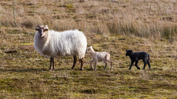 Vuxna får med svarta och vita lamm — Stockfoto