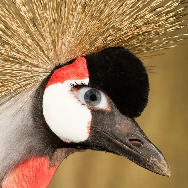 Crowned crane with a human eye — Stock Photo, Image