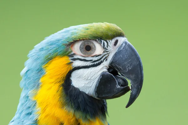 Macaw parrot with a human eye — Stock Photo, Image