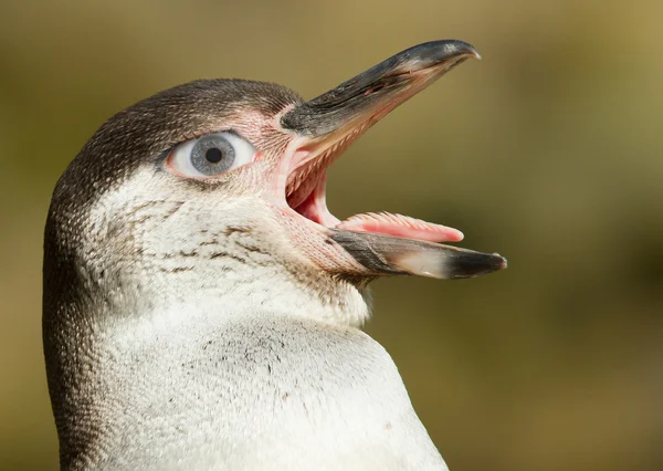 洪堡企鹅与人类的眼睛 — 图库照片