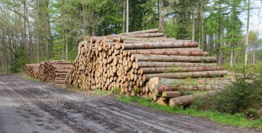 Hollandalı forrest içinde yığılmış kereste